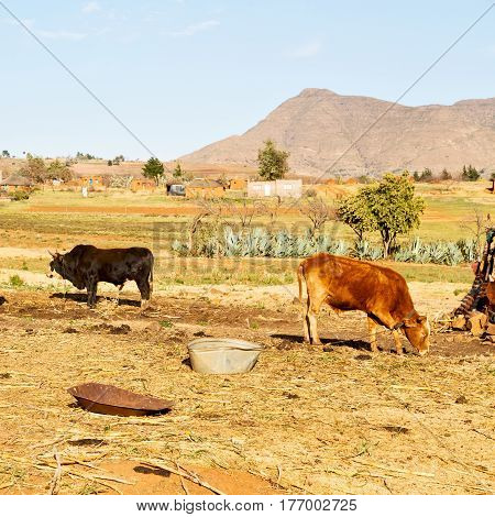 In Lesotho     Street Village