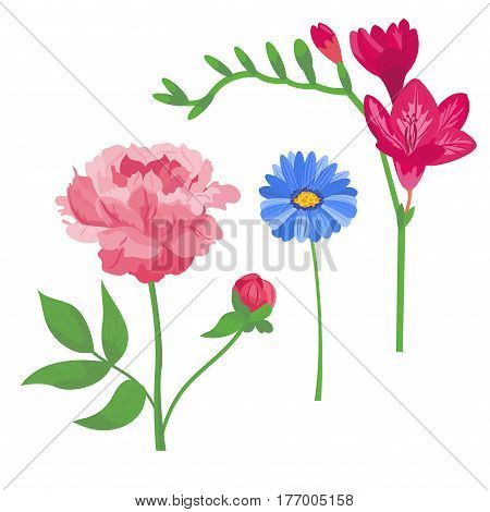 Cartoon petal vintage floral vector bouquet garden flower botanical natural peonies illustration and summer floral greeting card spring blossom. Botany colorful rose flora element decoration.