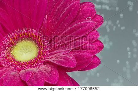 Red Gerbera jamesonii flower underwater with air bubbles on gray background close up