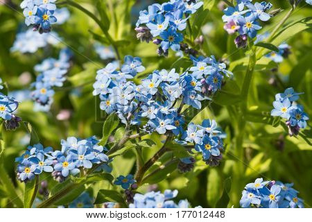 Delicate blue flowers of the forget-me-not Alpine garden (lat. (Myosotis hybrida eng. Forget-Me-Not) in the flower bed in the spring garden