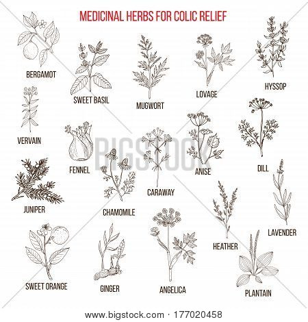 Best Herbal Remedies For Colic Relief