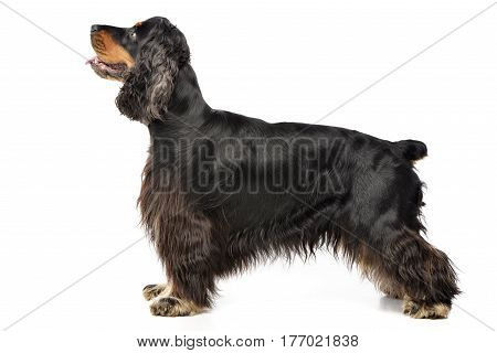 Studio Shot Of An Adorable English Cocker Spaniel