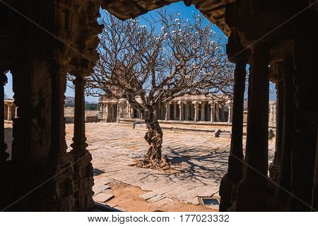 Old tree in the courtyard of indian Vittala temple ancient ruins in Hampi Karnataka