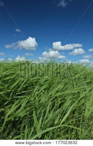 Green Grass And Blue Sky