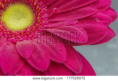 Red Gerbera jamesonii flower underwater with air bubbles close up