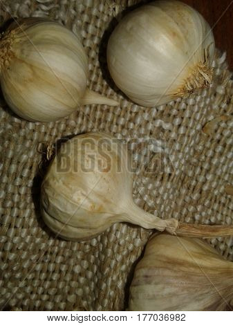 Tsybulyasta garlic, herb One of the most popular and best-known members of the genus Onion. Pharmaceutical and food culture, which belongs to the spice and is a typical component of several national cuisines. Wildly growing in Europe and Asia; widely cult