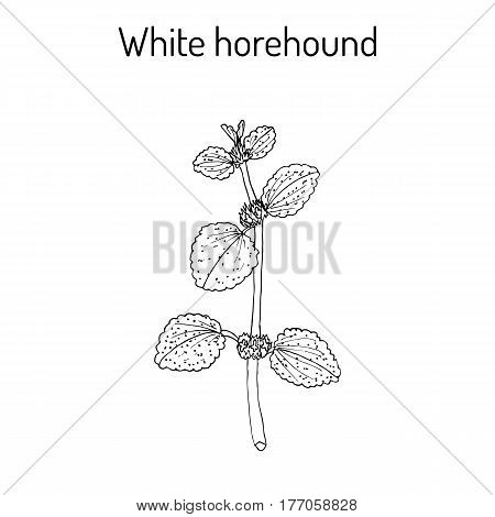 White Horehound Marrubium Vulgare , Medicinal Plant