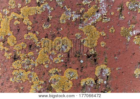The yellow lichen Xanthoria calcicola on a red background.