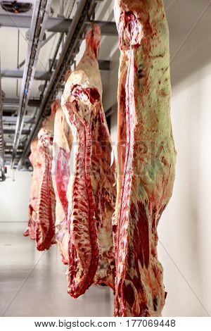 The Meat Processing Plant. Carcasses Of Beef Hang On Hooks.