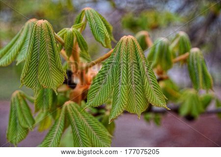 Green, young leaves of chestnut in a spring park