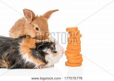 Beautiful redheaded rabbit is sitting on a guinea pig who is about to eat a carrots cut, isolated on a white background