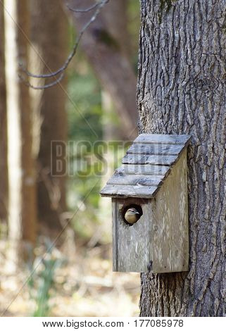 Wren in weathered wood bird house on sweet gum tree