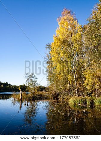 Mountain River In Summer Surrounded By Forest