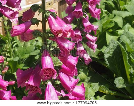 Beautiful flowers of a decorative spotty foxglove in a garden