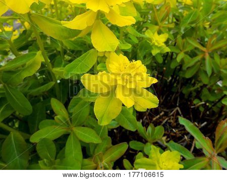 Yellow Euphorbia Multiflorous In The Meadow