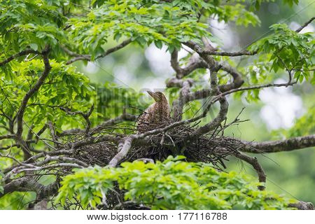 Young tiger heron in treetop nest Costa Rica