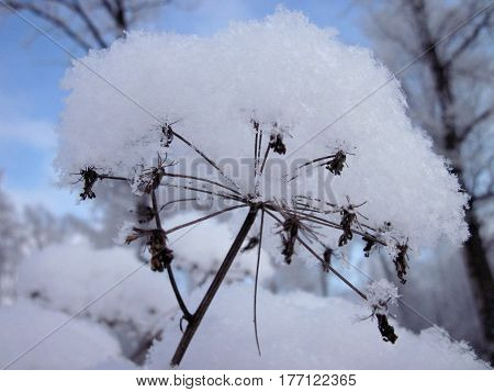 Frozen inflorescence of the cow grouse under the snow cap on the background of the winter forest