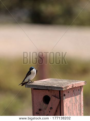 Blue Tree Swallow Bird, Tachycineta Bicolor