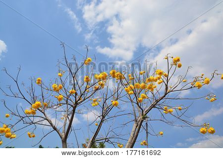Cochlospermum regium flower on blue sky . Yellow Cotton Tree suphannika