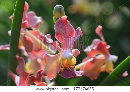 Udon Sunshine Orchid ** note select focus with shallow depth of field
