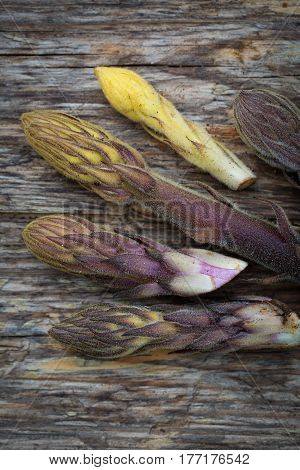 Bean Broomrape