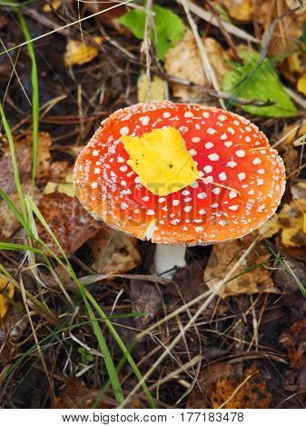toadstool, death cup, fly agaric poisonouse mushroom in grass with yellow leaf on the top