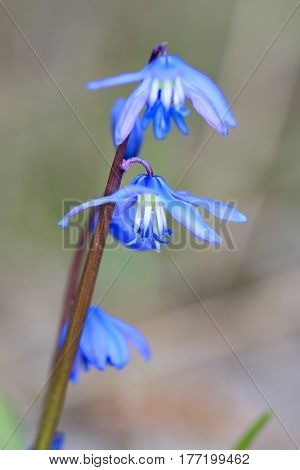 small blue spring flowers - scilla bifolia