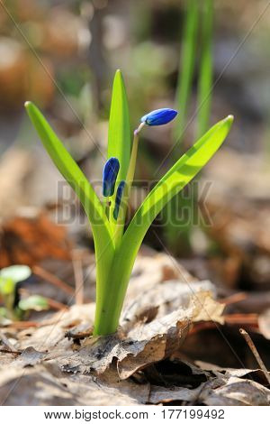 scilla bifolia spring flowers in sunny day