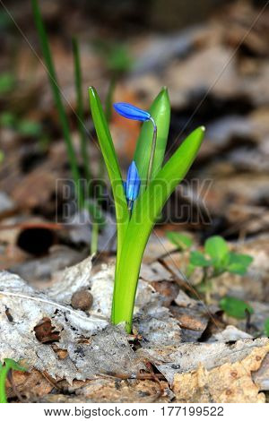 nice spring flowers in forest