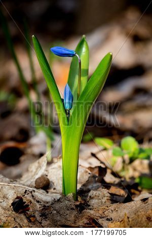 nice blue spring flowers in forest - scilla bifolia