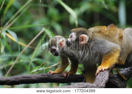 Mom teaching a baby squirrel monkey how to climb on a vine.