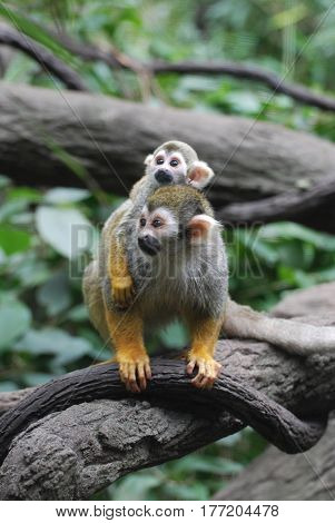 Really cute baby squirrel monkey on it's mother's back.
