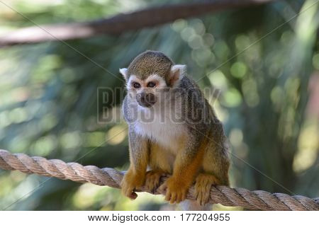 Really sweet squirrel monkey posing on a rope.