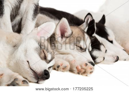 group of happy siberian husky puppies on white. Beautiful puppies. Puppies are sleeping