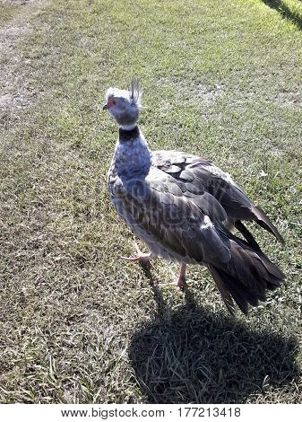 Big bird facing at the summer sun
