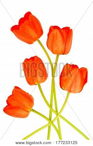Group of red tulips isoladed on white background.