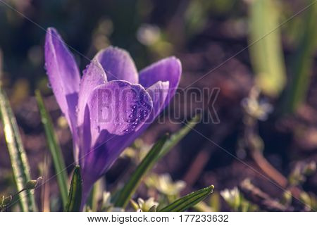 Violette Crocus_2