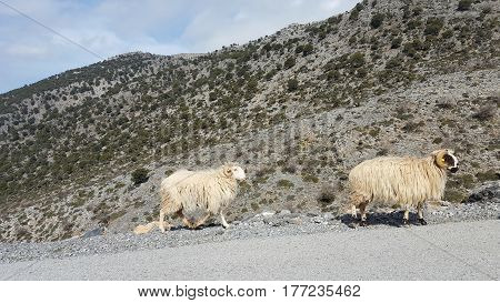 Wild animals in the mountains of Crete