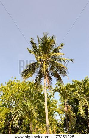 Palm tree isolate in a blue sky in Mombasa Kenya