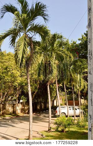 Row of palm trees along the road from Bamburi to Kenya