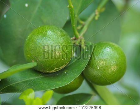 Fresh Kumquat Citrus Japonica Fruit On Tree