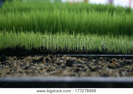 The small stevia  glow in a tray.