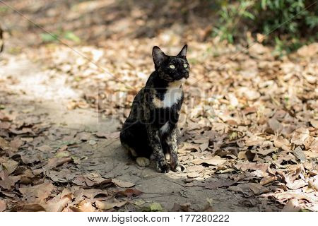Brown And Black Cat In The Wild