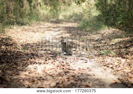 Brown And Black Cat In The Wild