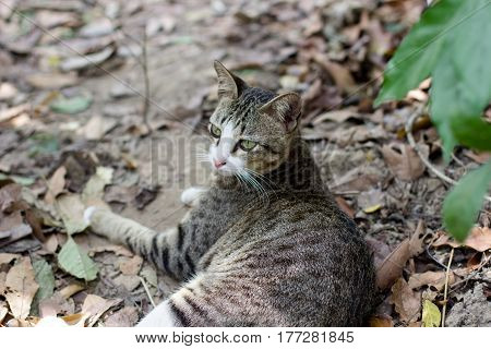 The brown and black cat in the wild close up cat lovely cat bluepoint Siamese portrait