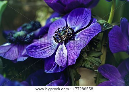 Beautiful Blue Crown Anemone flowers (Anemona coronaria 