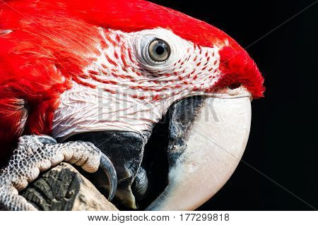Detail of the head Ara chloroptera living in a zoo