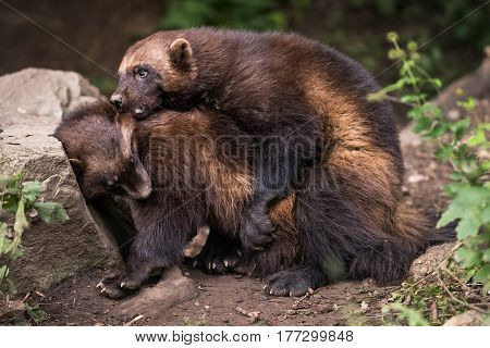 The wolverine Gulo gulo in ZOO Dvur Kralove nad Labem