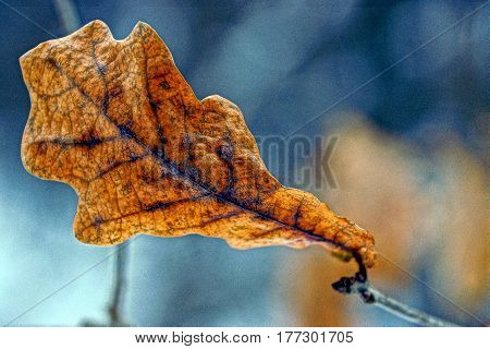 Dry oak leaf in the winter forest