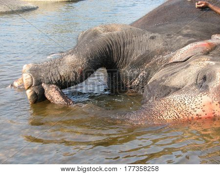 Indian Elephant Taking A Bath In The River.